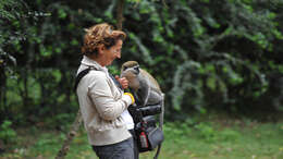 Image of vervet monkey