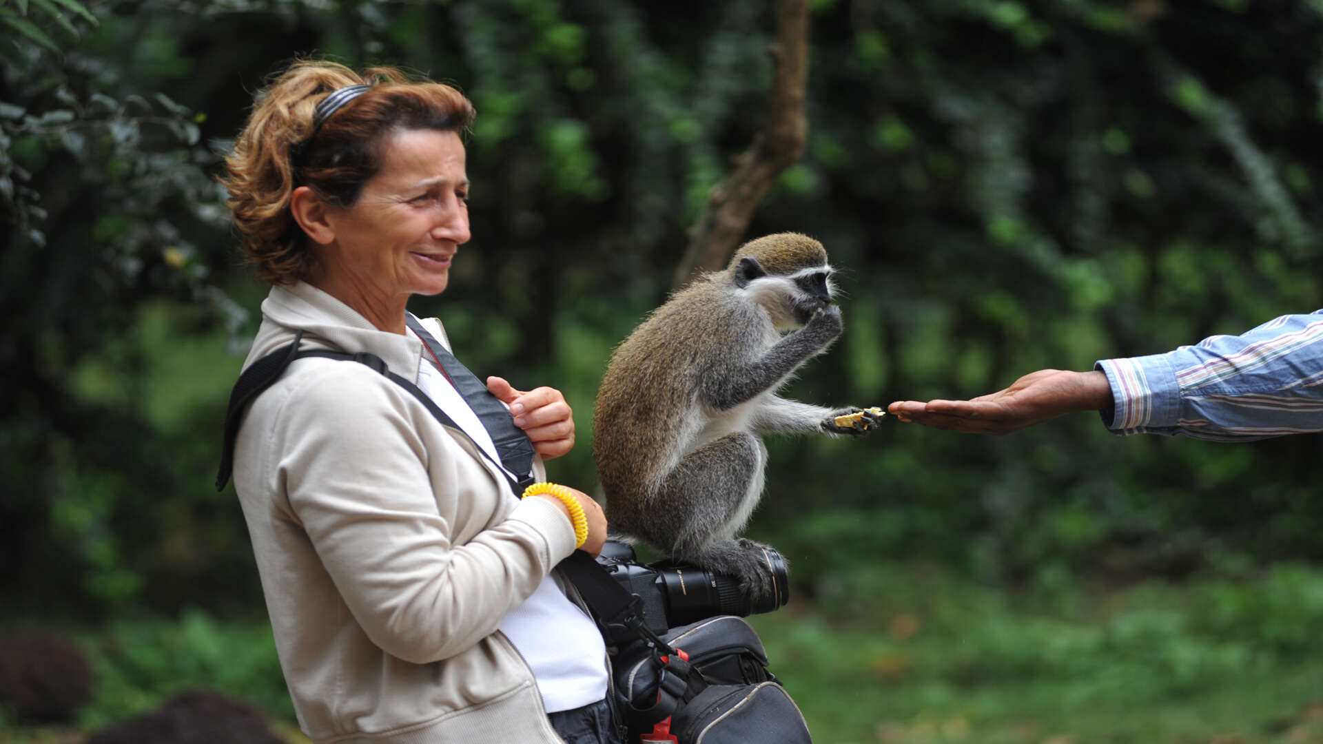 Image of vervet monkey