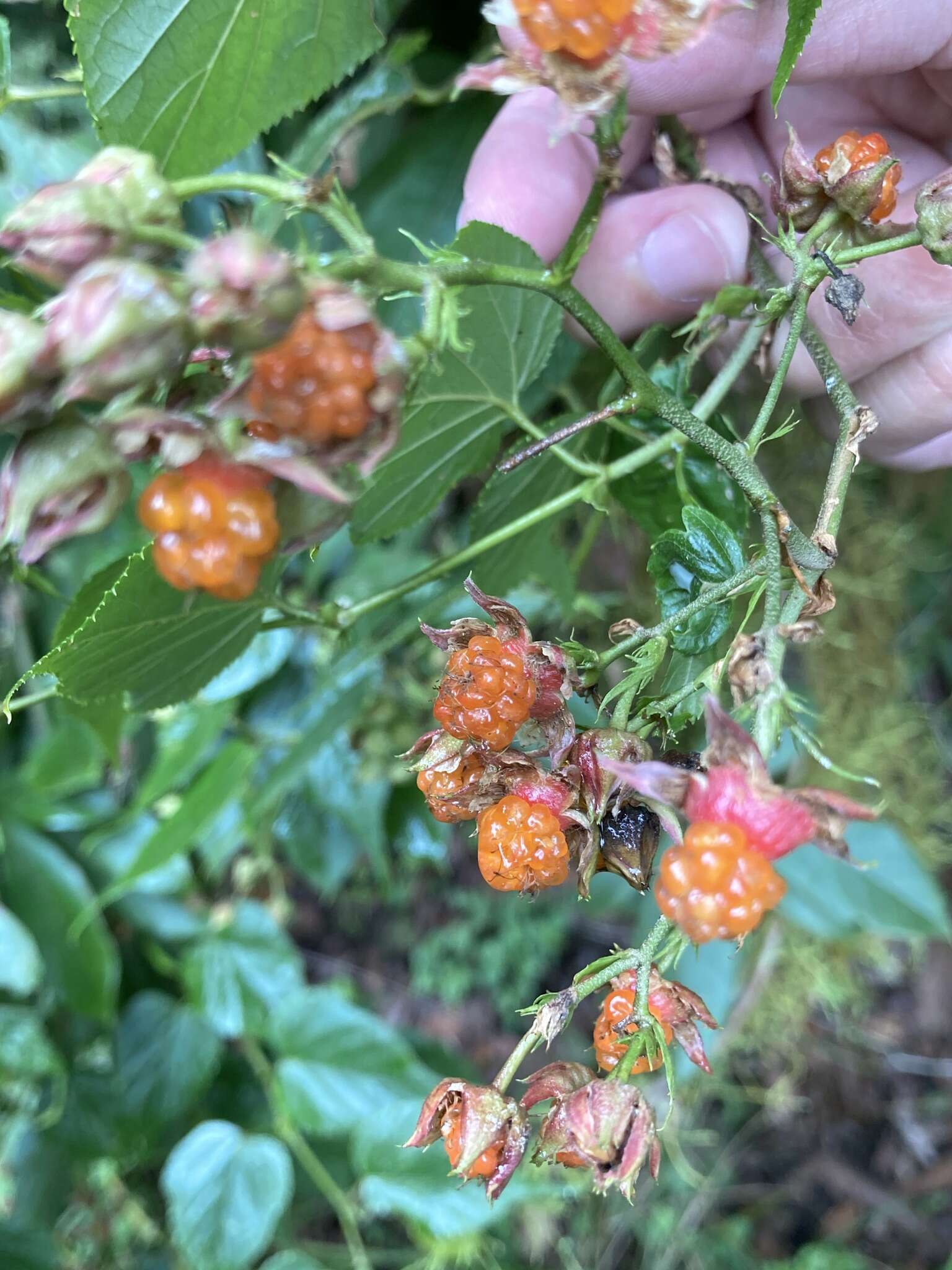 Image of Rubus lambertianus var. glandulosus Cardot