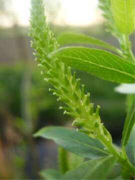 Imagem de Salix triandra L.