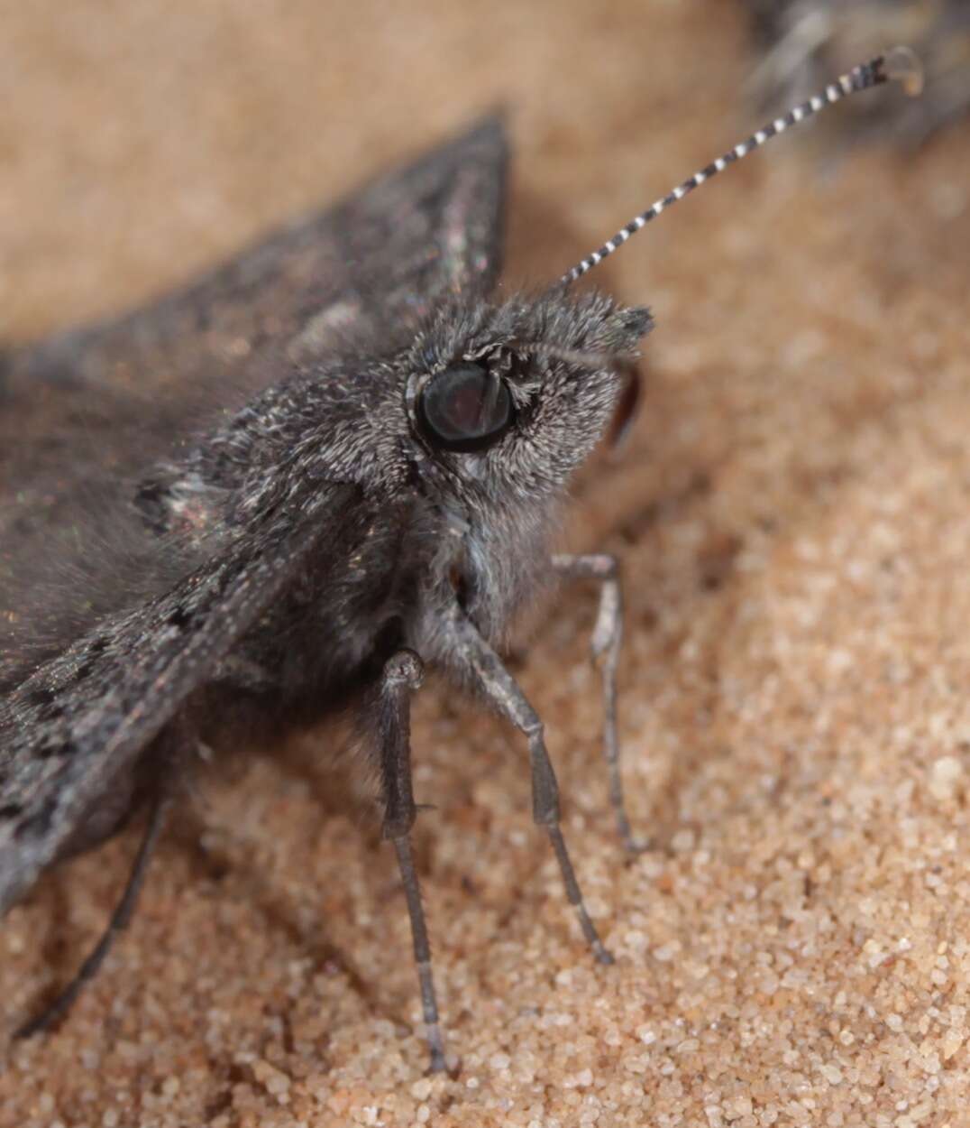 Image of Sleepy Duskywing