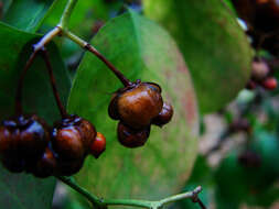 Image of Common spindle tree