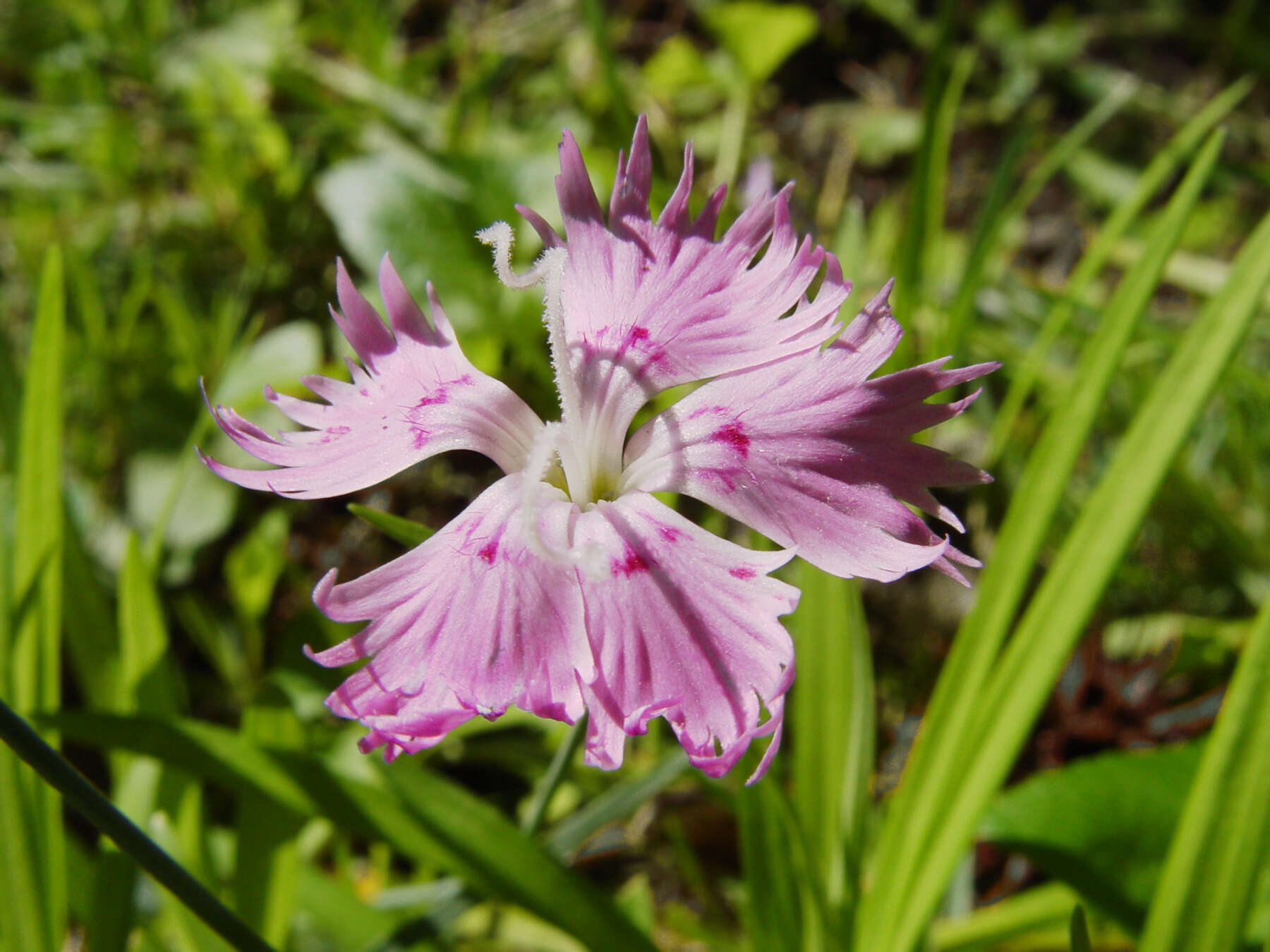 Image of feathered pink