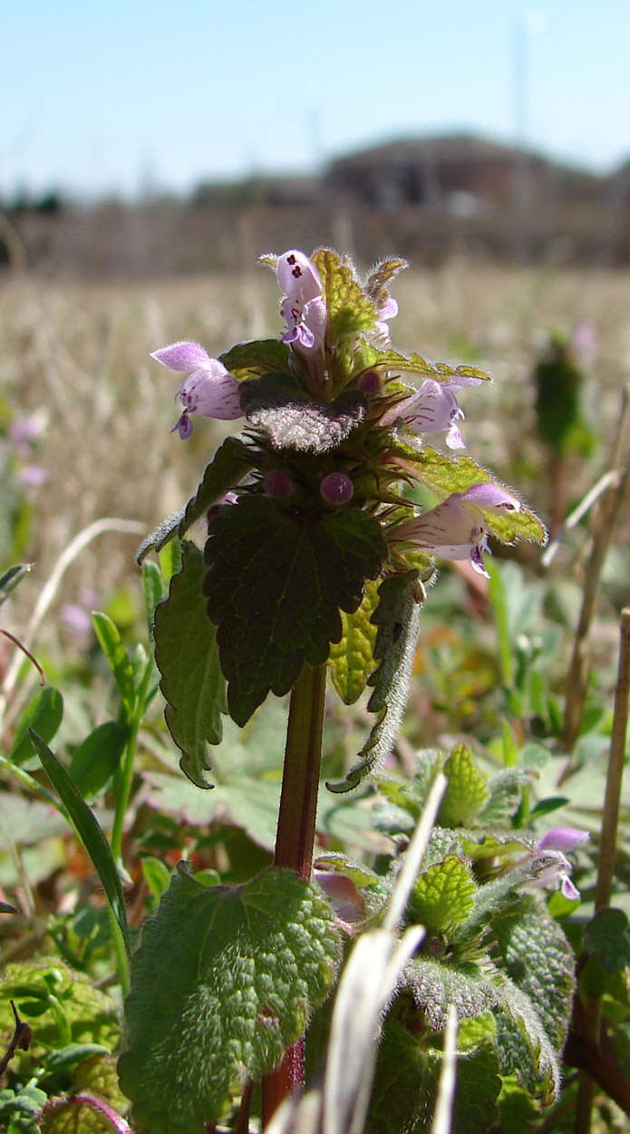 Image of purple archangel