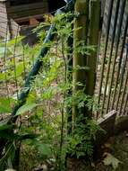 Image of annual ragweed