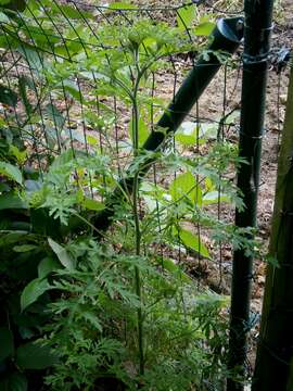 Image of annual ragweed