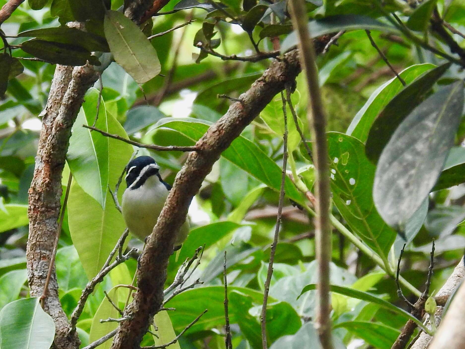 Image of Yellow-rumped Tinkerbird