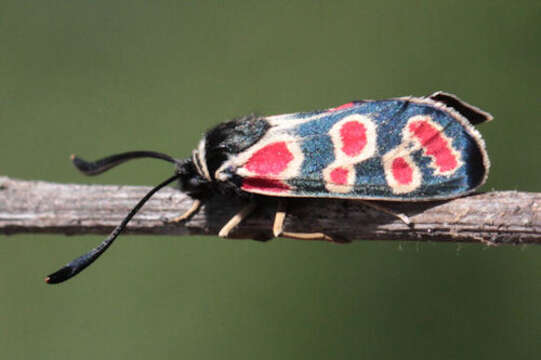 Image of Zygaena carniolica suavis Burgeff 1926