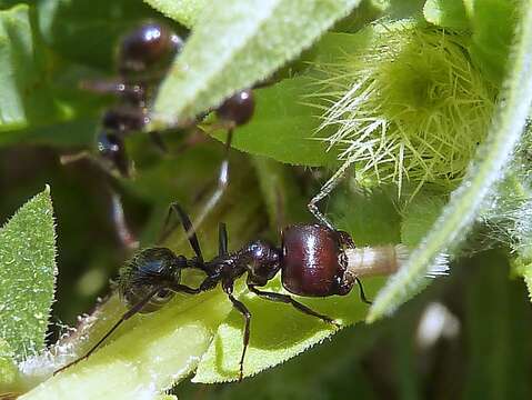 Image of Messor barbarus (Linnaeus 1767)