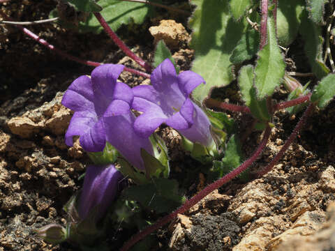 Image of Campanula tubulosa Lam.