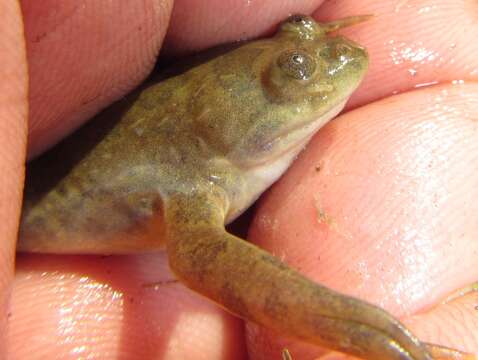 Image of Muller's clawed frog