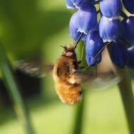 Image of Large bee-fly