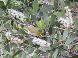 Image of Swinhoe's White-eye