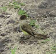 Image of Sad Flycatcher