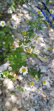 Image of Tanacetum partheniifolium (Willd.) Sch. Bip.