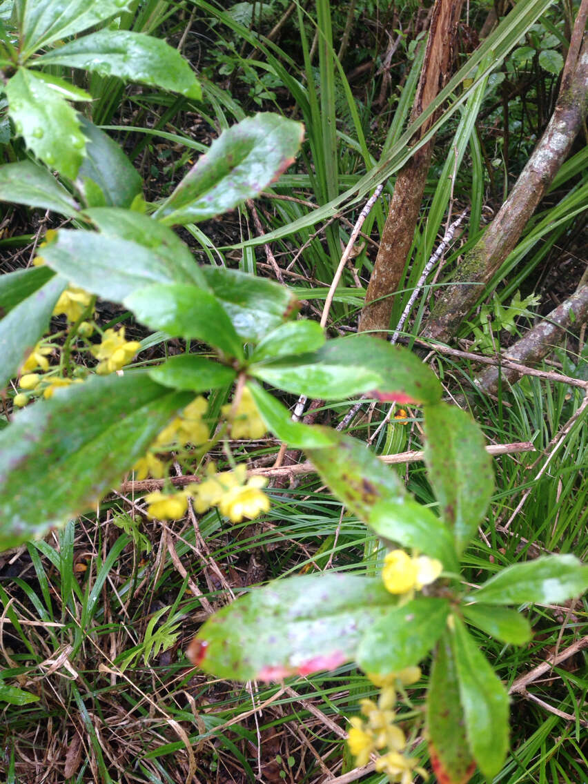 Image of Berberis glaucocarpa Stapf