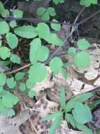 Image of Arkansas meadow-rue