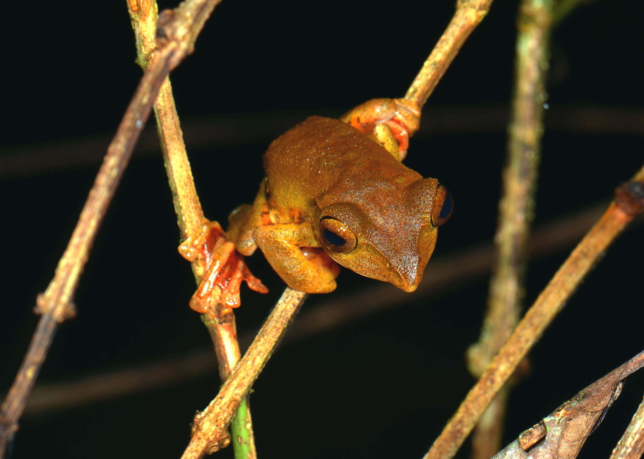 Image of Rhacophorus barisani Harvey, Pemberton & Smith 2002