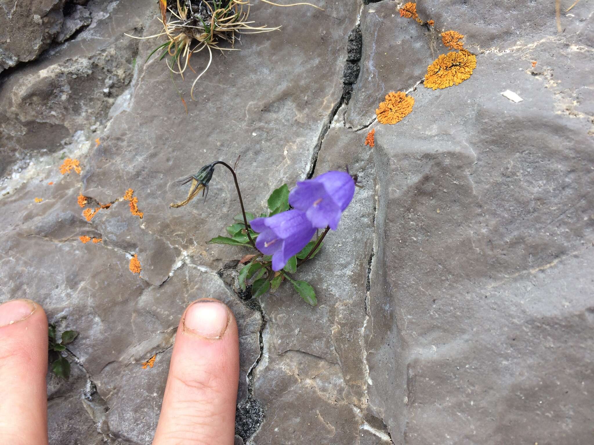 Image of Campanula cochleariifolia Lam.