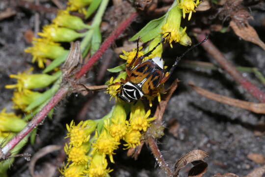 Image of Delta Flower Scarab