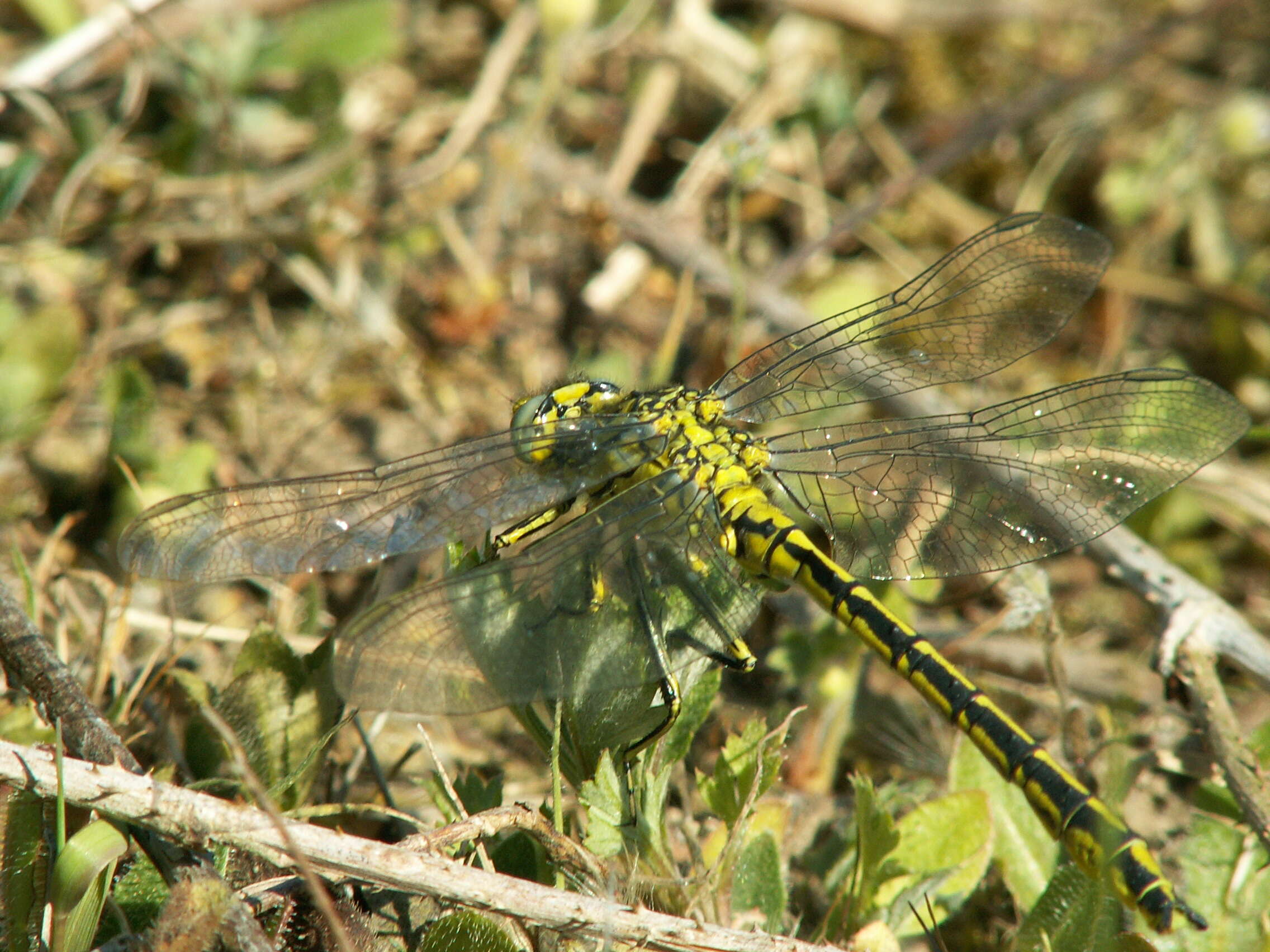 Image of Western Clubtail