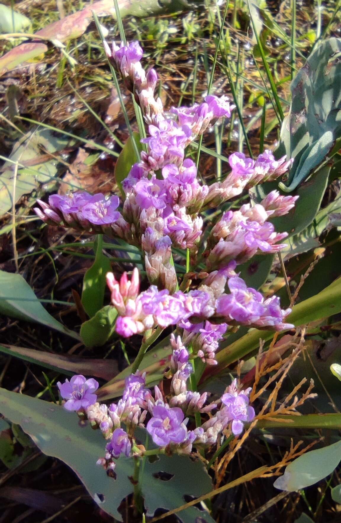 Image of Limonium narbonense Miller