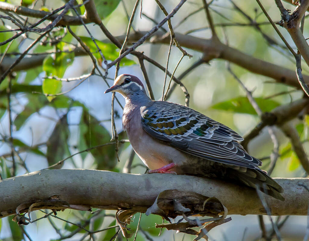 Image of Common Bronzewing