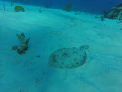 Image of Flounder