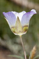 Imagem de Calochortus ambiguus (M. E. Jones) Ownbey