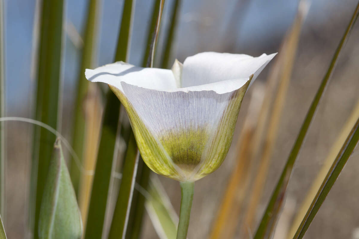 Imagem de Calochortus ambiguus (M. E. Jones) Ownbey