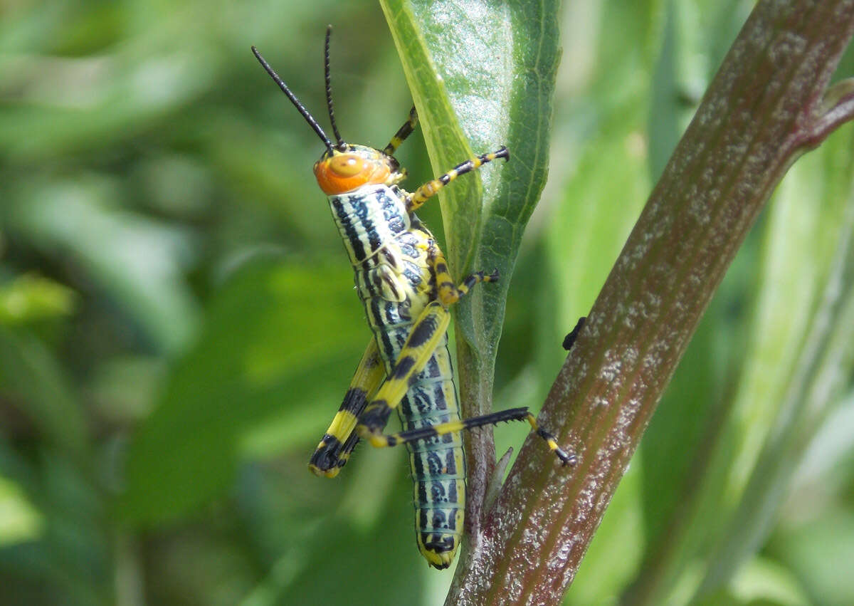 Image of Zoniopoda tarsata (Serville 1831)