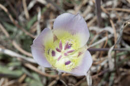 Imagem de Calochortus ambiguus (M. E. Jones) Ownbey