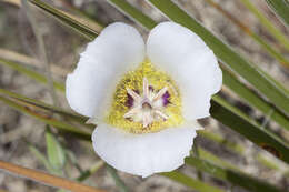 Imagem de Calochortus ambiguus (M. E. Jones) Ownbey