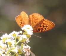 Image of Adiaste Fritillary