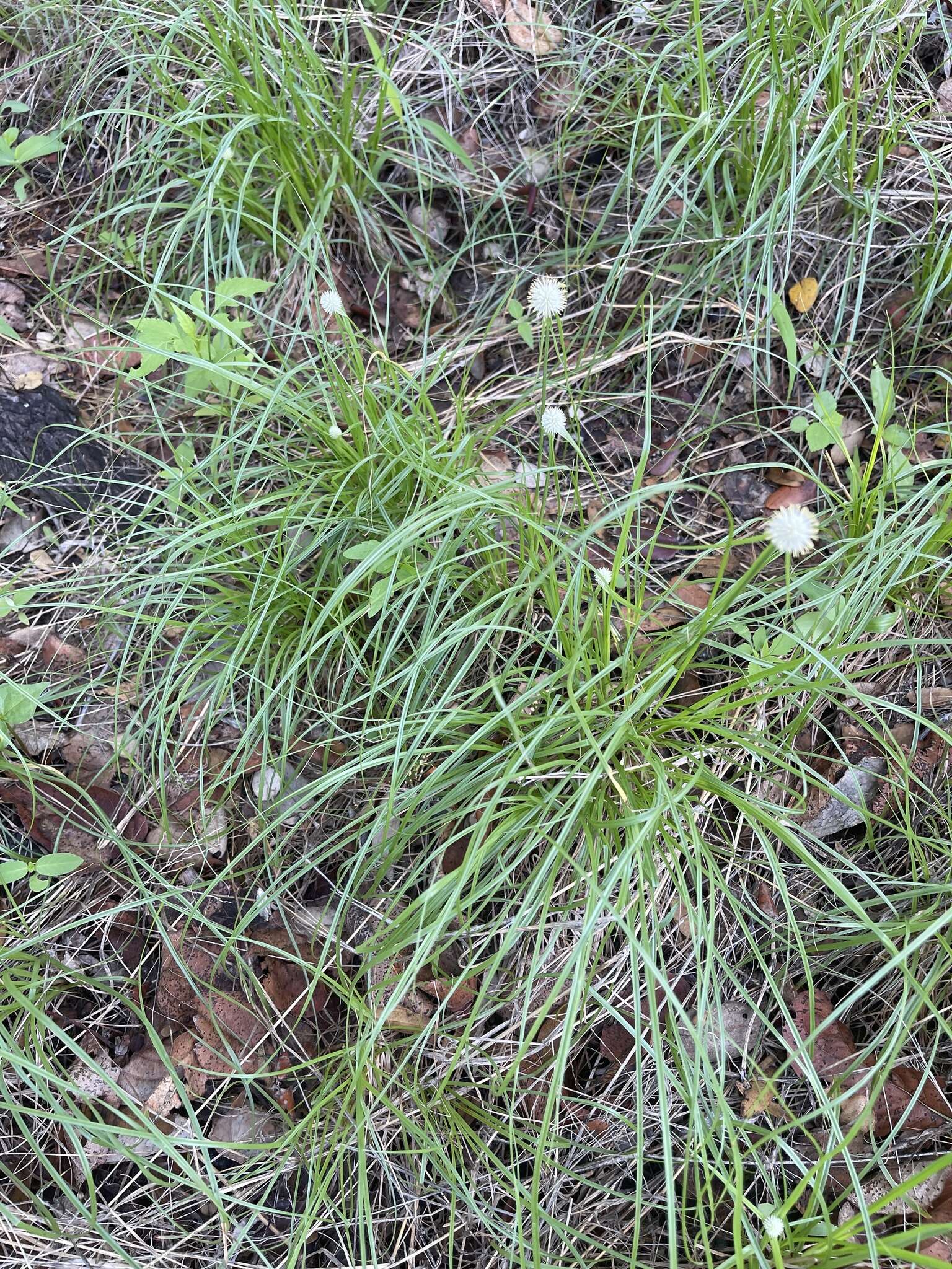 Image of Cyperus alatus subsp. albus (Nees) Lye