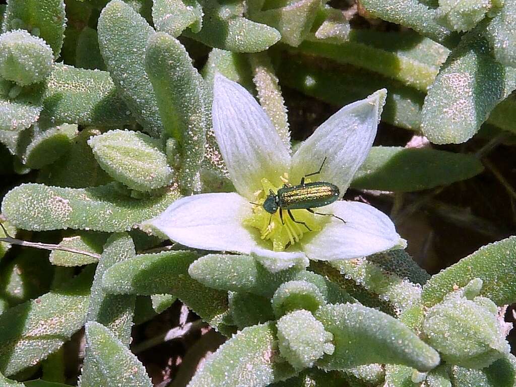 Imagem de Aizoanthemopsis hispanica (L.) Klak