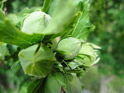 Imagem de Hibiscus syriacus L.