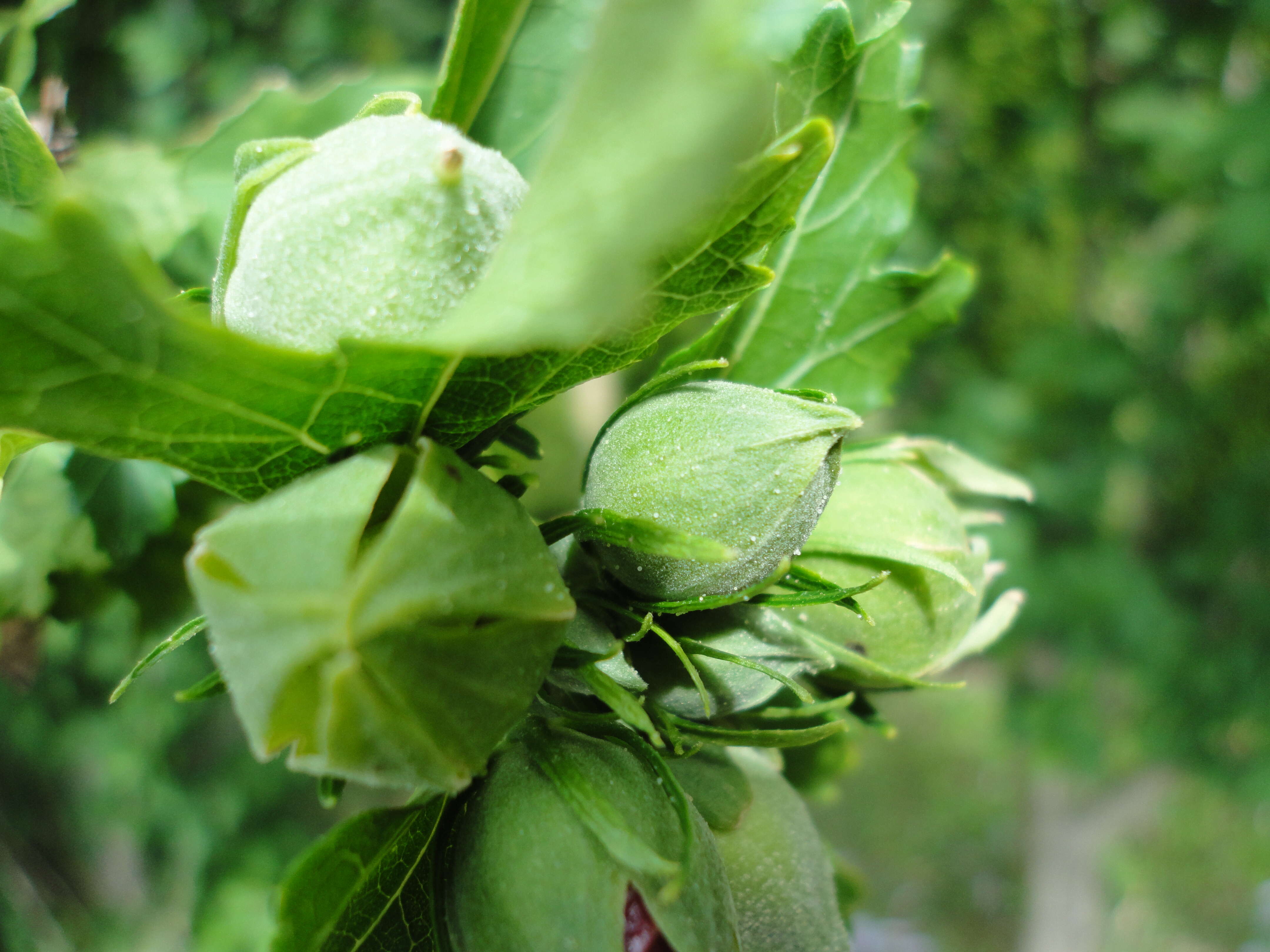 Imagem de Hibiscus syriacus L.