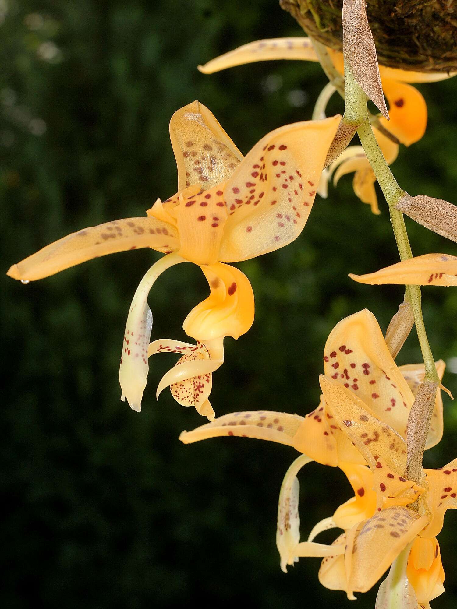 Plancia ëd Stanhopea jenischiana F. Kramer ex Rchb. fil.