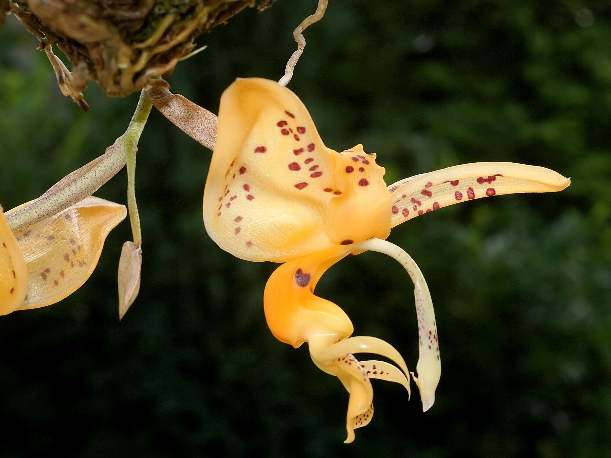 Plancia ëd Stanhopea jenischiana F. Kramer ex Rchb. fil.