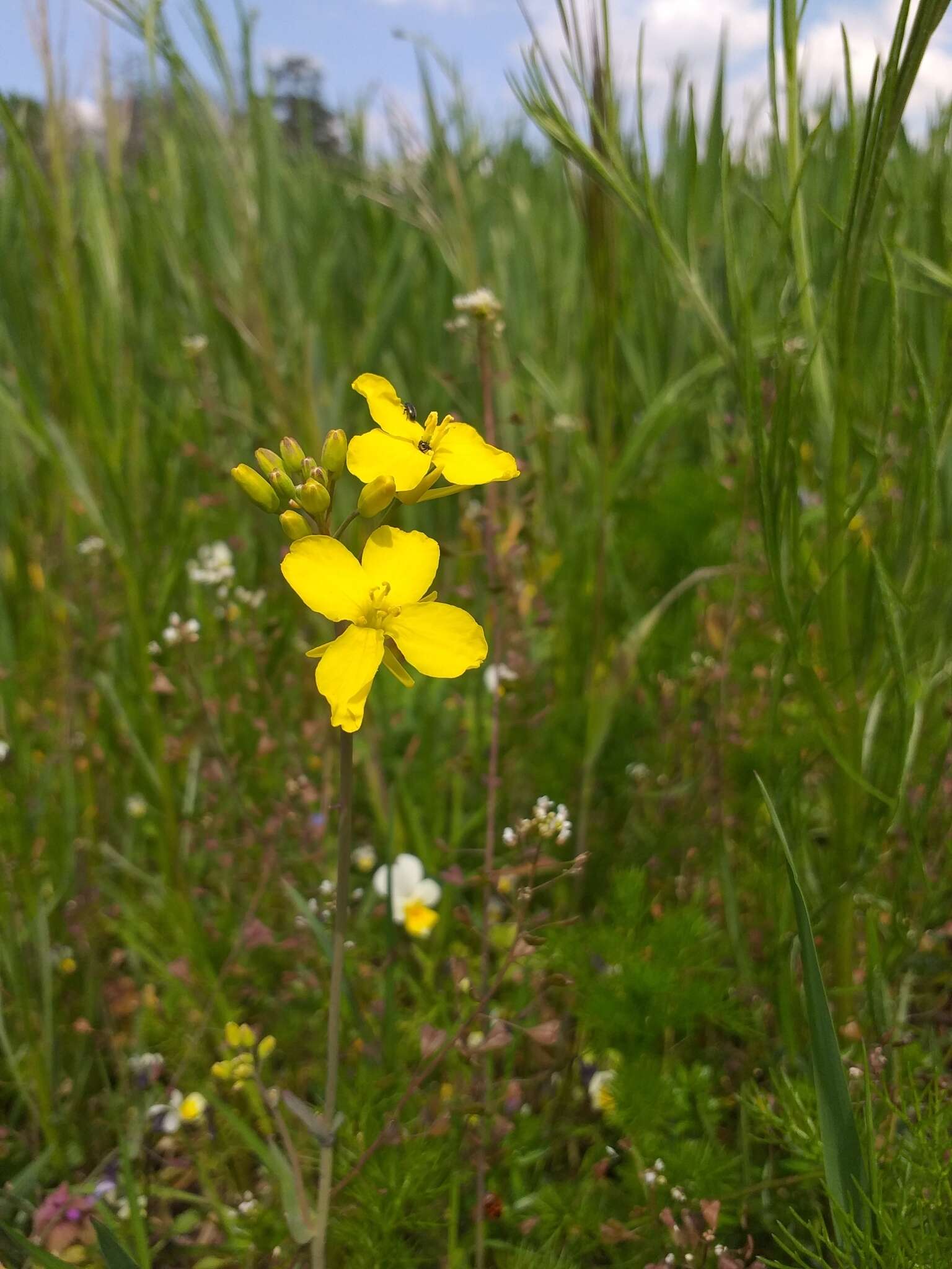 Brassica napus subsp. napus resmi