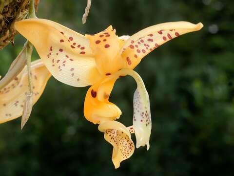 Plancia ëd Stanhopea jenischiana F. Kramer ex Rchb. fil.