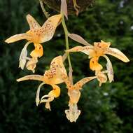 Plancia ëd Stanhopea jenischiana F. Kramer ex Rchb. fil.