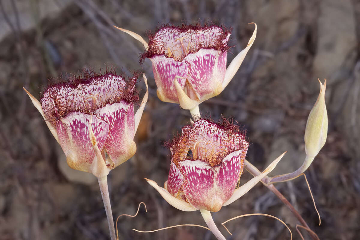 Calochortus fimbriatus H. P. McDonald resmi