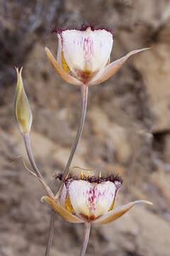 Calochortus fimbriatus H. P. McDonald resmi