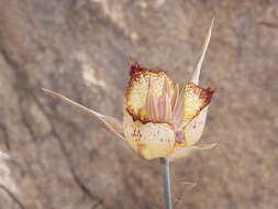 Calochortus fimbriatus H. P. McDonald resmi