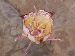 Calochortus fimbriatus H. P. McDonald resmi