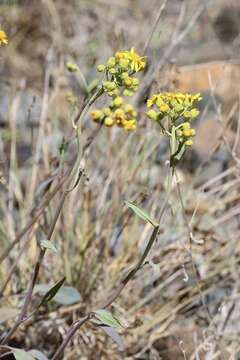 Image of Cleveland's Groundsel