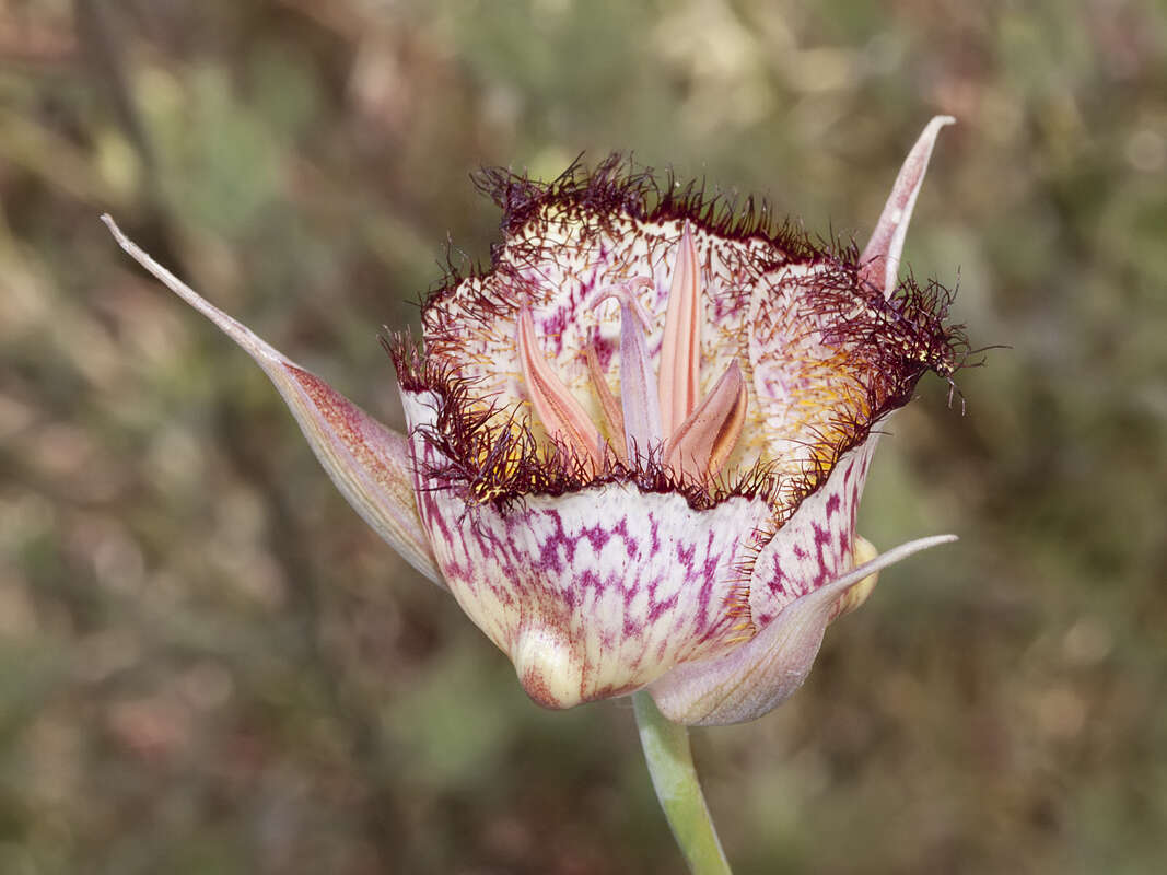 Calochortus fimbriatus H. P. McDonald resmi