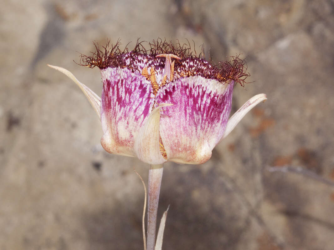 Calochortus fimbriatus H. P. McDonald resmi